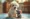Um filhote de cachorro poodle branco com manchas bege sentado em um tapete azul com nuvens brancas, olhando feliz para um brinquedo de pelúcia em formato de rato cinza com orelhas rosadas.